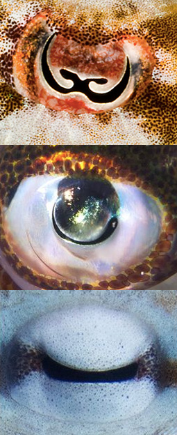 From top, a cuttlefish, squid, and octopus eye, whose weird shapes may allow cephalopods to distinguish color despite being technically colorblind. Image: Roy Caldwell, Klaus Stiefel, Alexander Stubbs